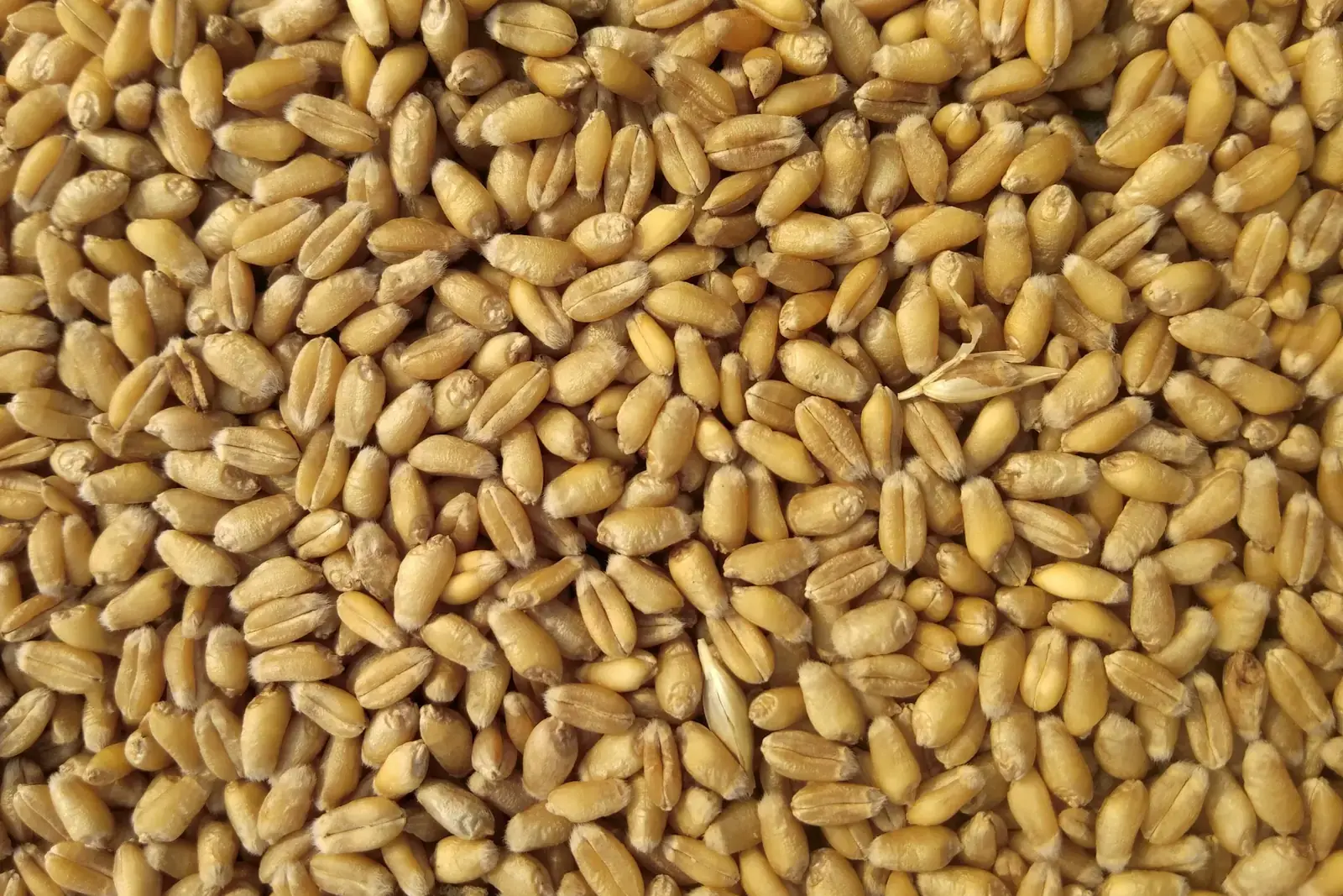 Bulk agricultural products ready for commodity export trade