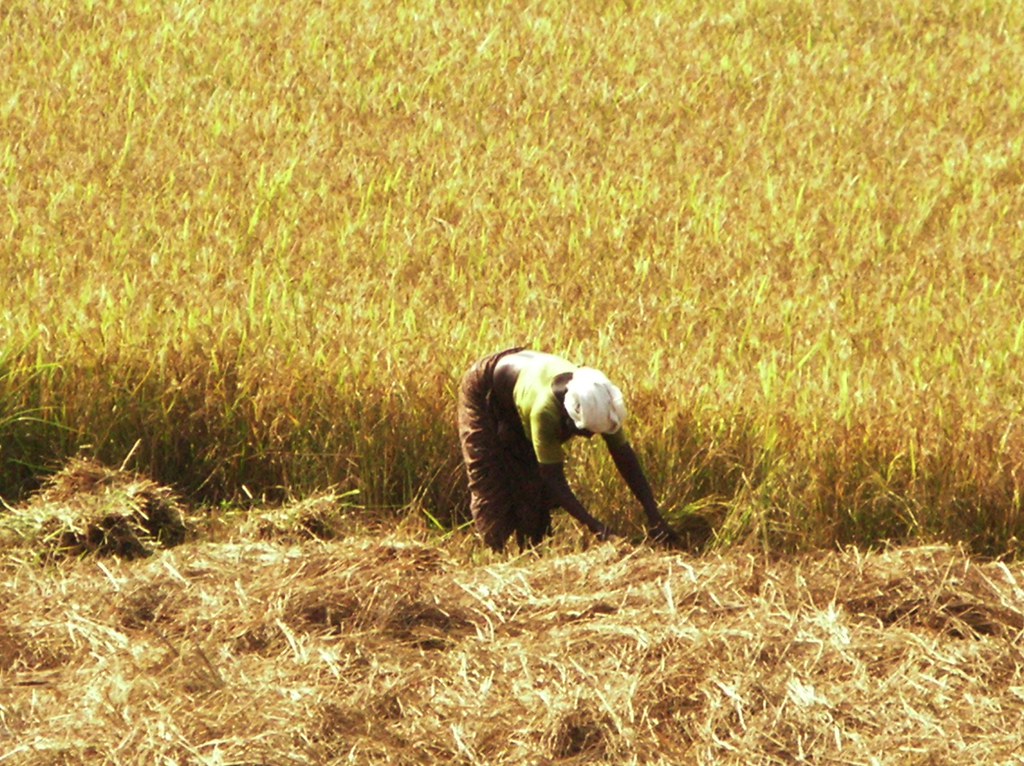 Fields of gold