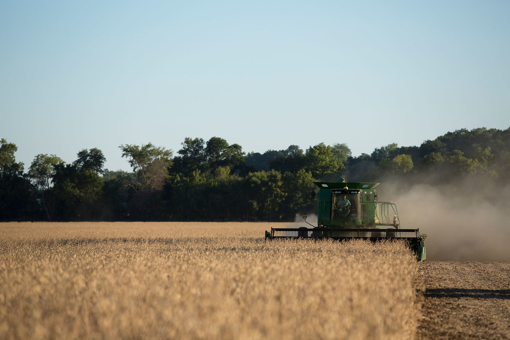 Soybean Harvest